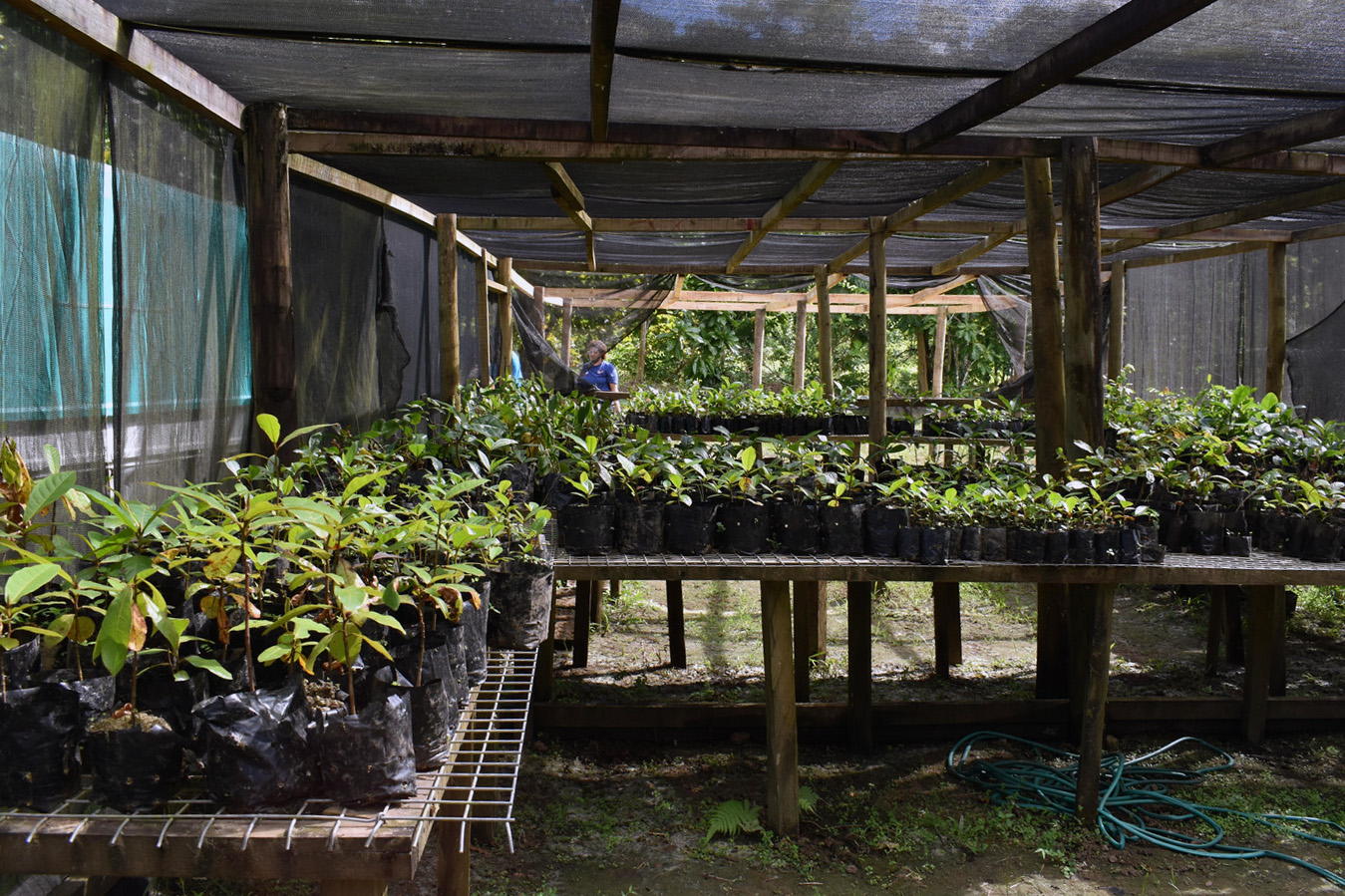 Through this project the NWC NWC tree nursery has  produced seedlings that rehabilitated the Nadroumai water catchment.