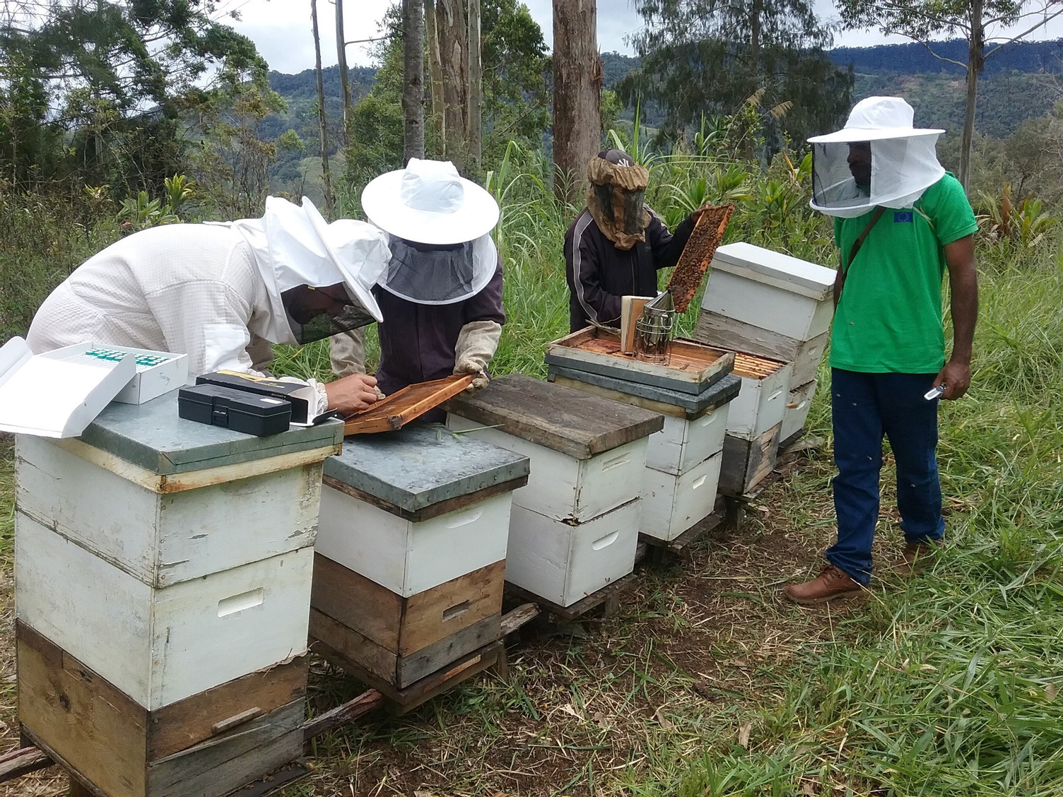 Chris Cannizzaro and NARI Economist Raywin Ovah with beekeepers in the highlands, collecting pollen samples of beebread for DNA analysis. Using this information, scientists are able to match bee diets against a library of trees and plants favoured by bees. Photo supplied by Chris Cannizzaro.