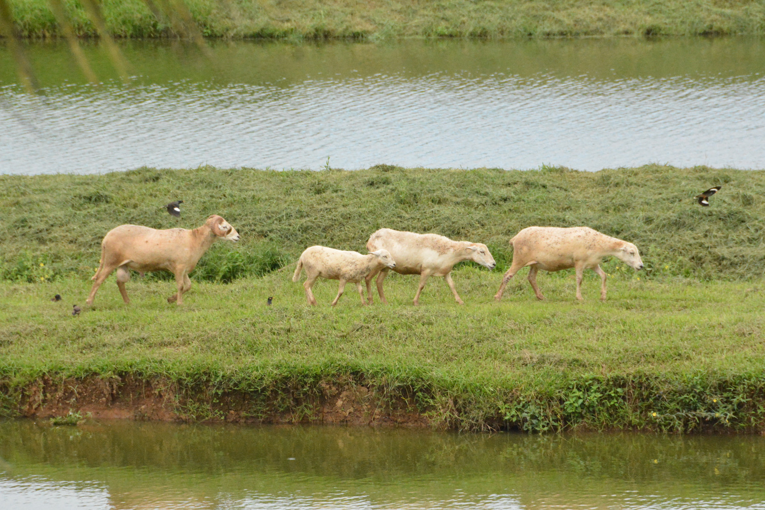 Sheep in Fiji