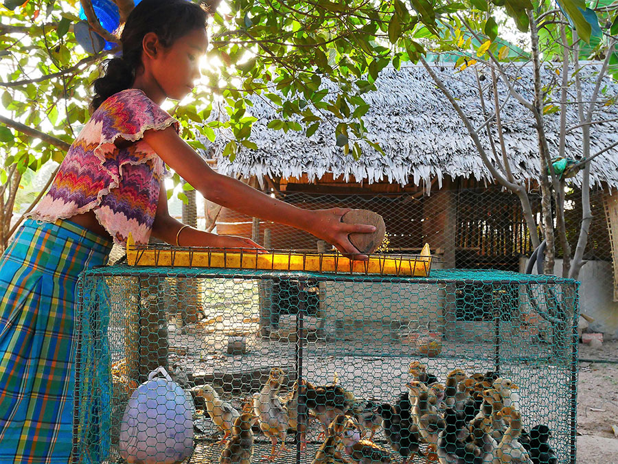 Young girl with a cage of baby chicks