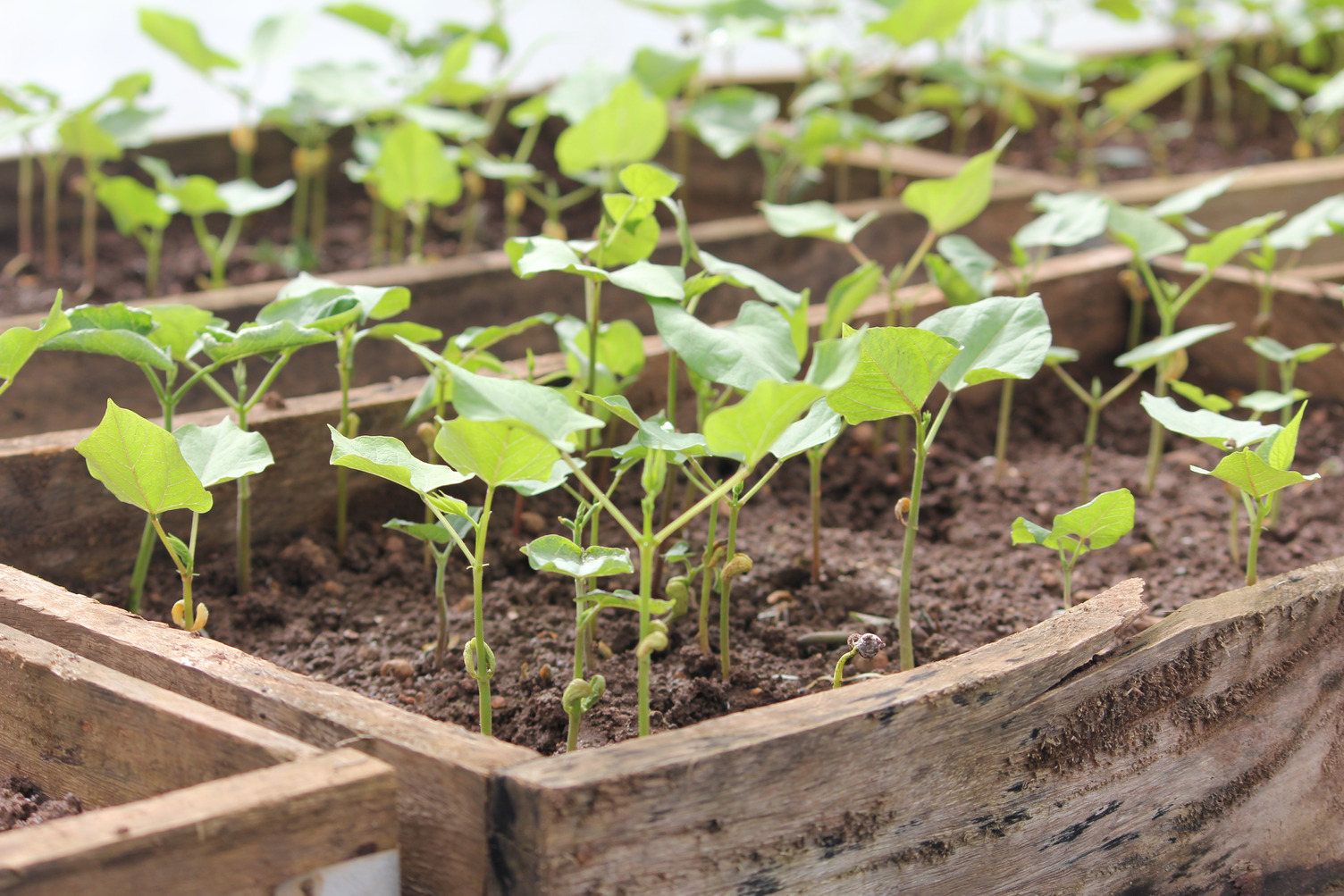 Beans growing