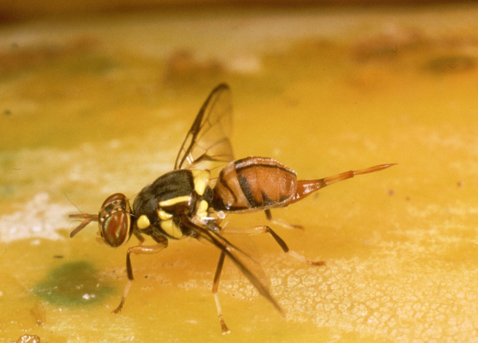 Fruit fly