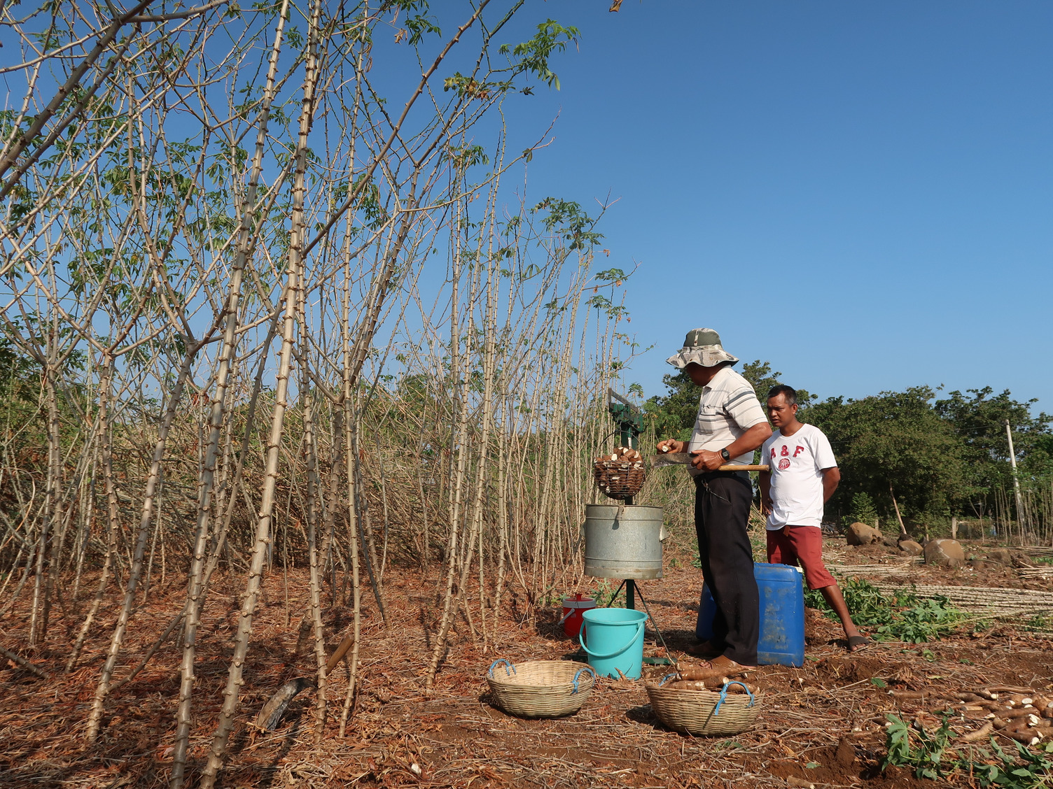 Hung Loc Centre’s researchers are measuring starch content of evaluated clones in the second trial in Dong Nai province, Vietnam.