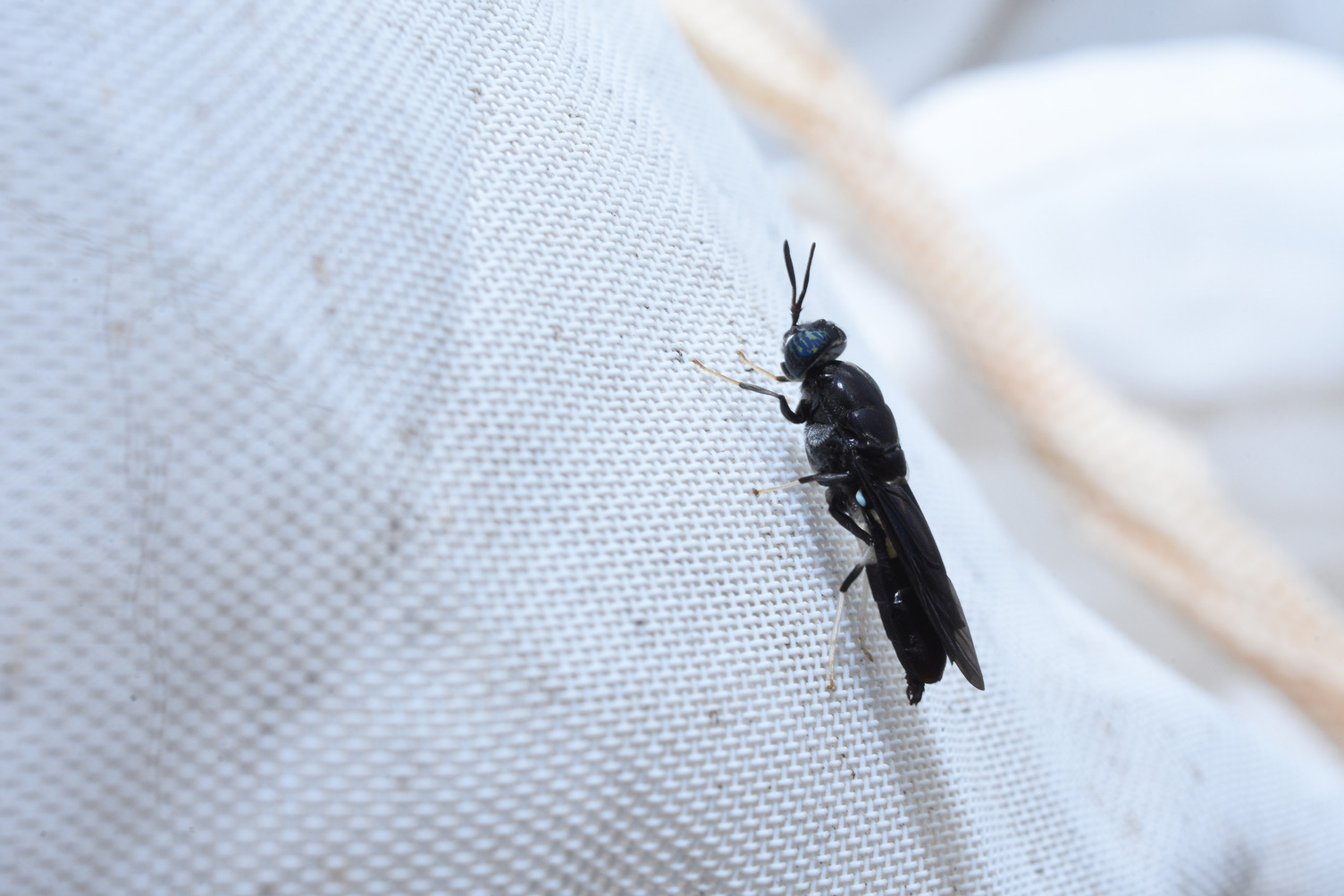 Adult black solider fly
