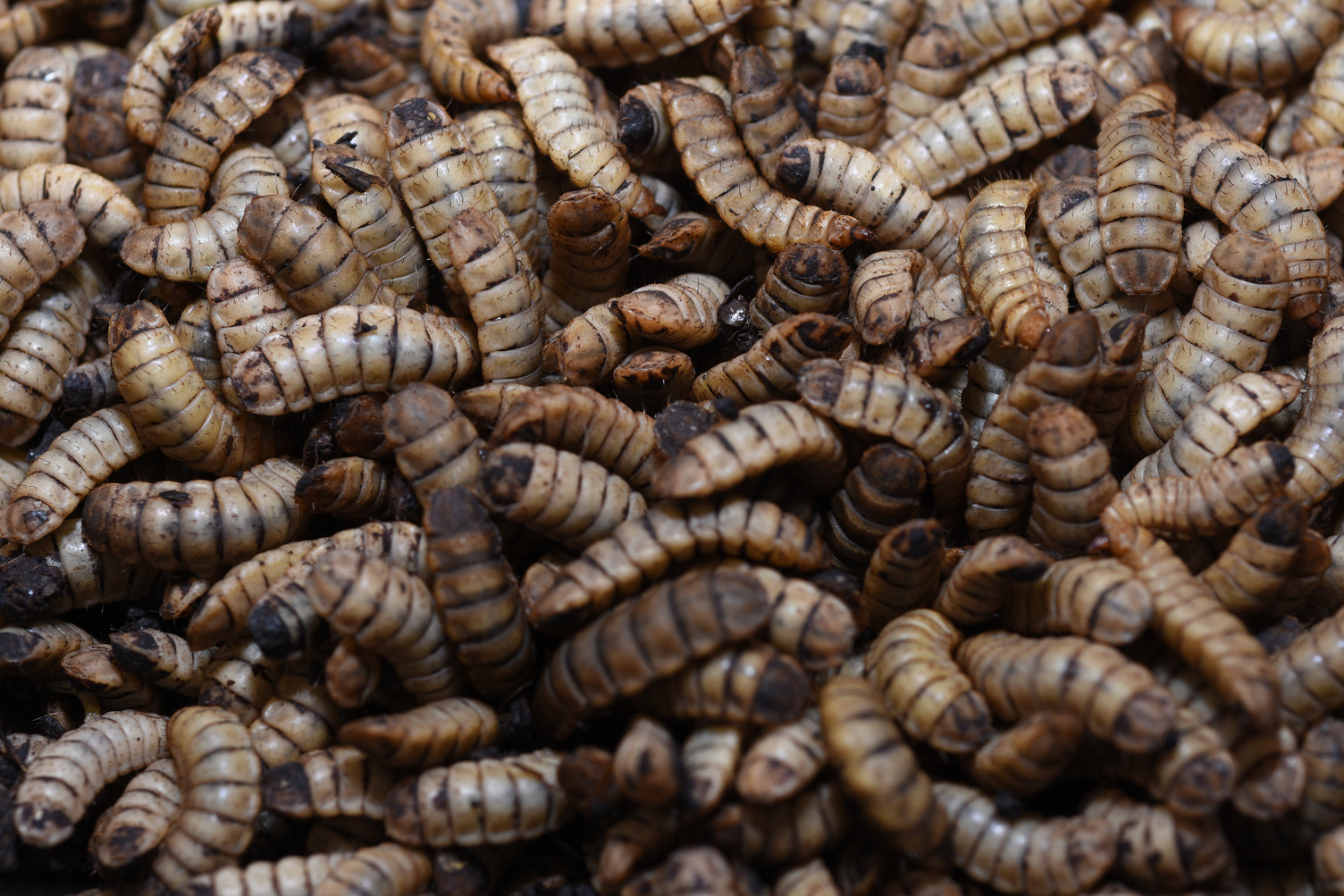 Black soldier fly larvae 