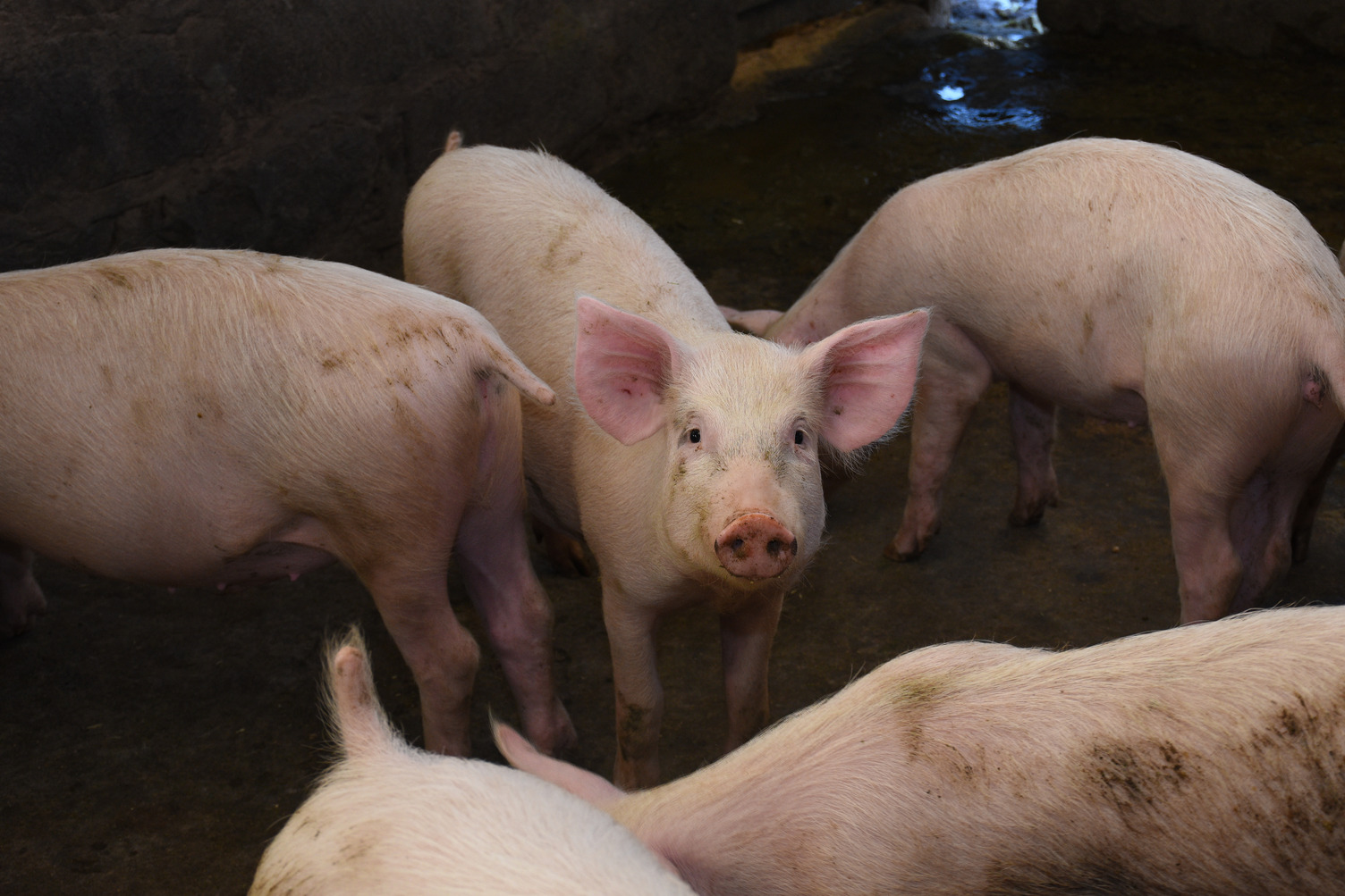 Pigs fed with black soldier flies grow faster and produce more nutritious meat. 