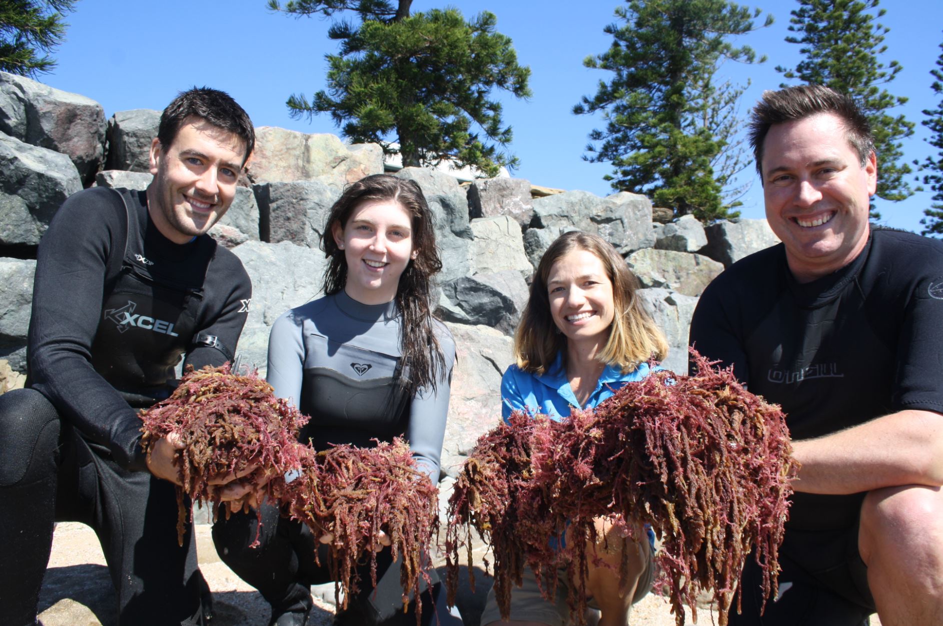 The USC team is working to learn more about how to grow the seaweed species, hoping to scale up production.