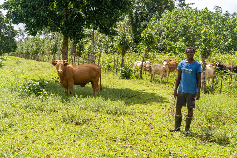 Vanuatu farmer in a field with cows