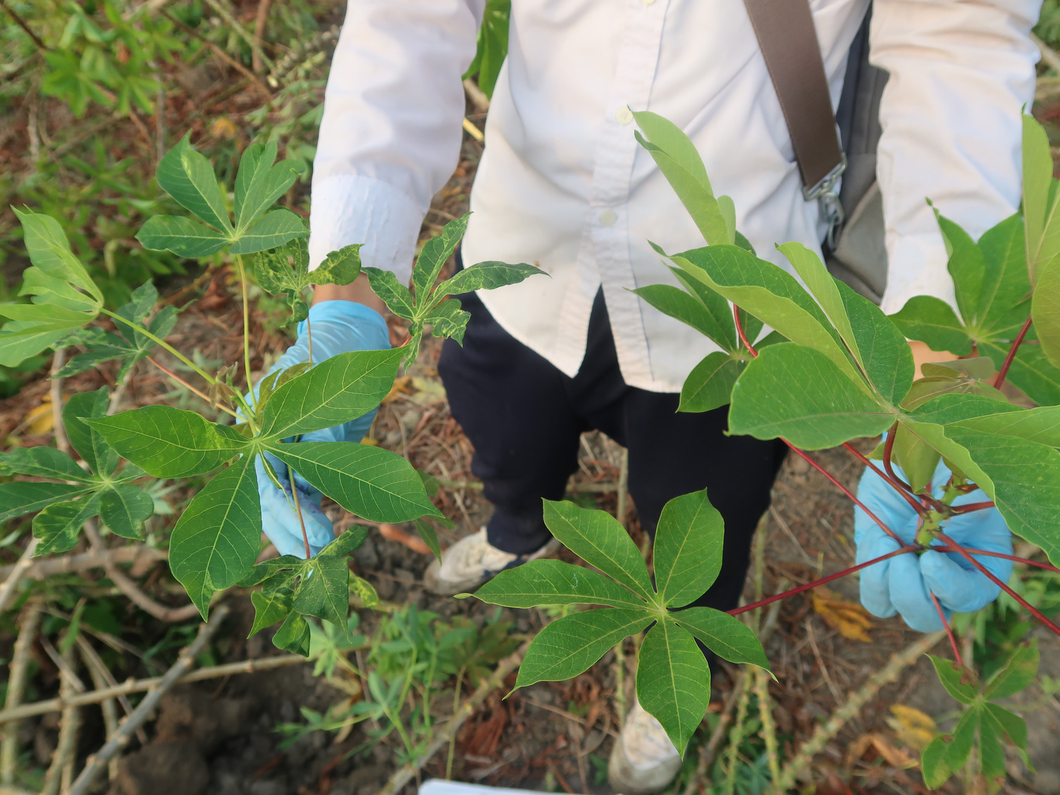 A CMD-infected cassava (left) and a CMD-resistant cassava introduced by CIAT (right) in the second trial in Tay Ninh province, Vietnam.