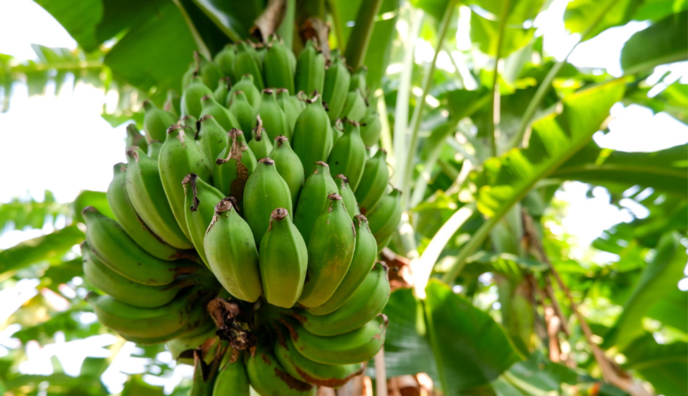 bunch of bananas
