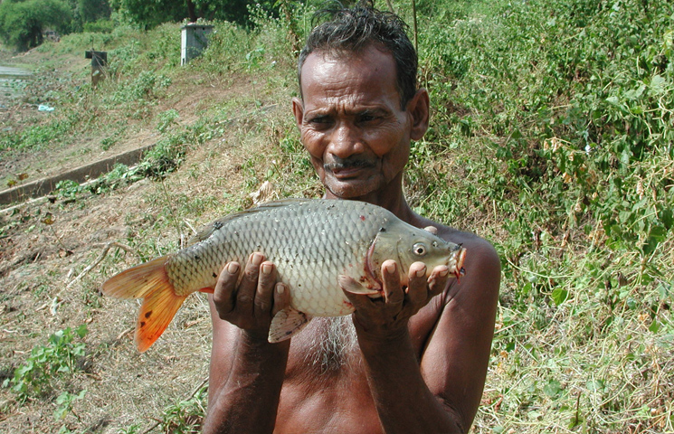 FinFish in Sri Lanka 