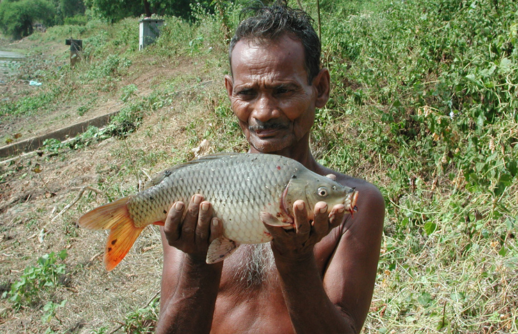 FinFish in Sri Lanka