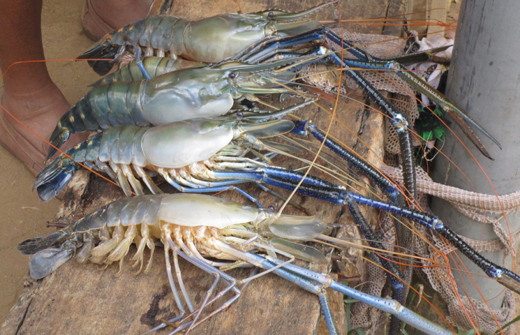 An earlier ACIAR study revealed that giant freshwater prawns tend to be sold to high-end restaurants and hotels in major Sri Lankan cities or are exported. Photo supplied by Professor Upali Amarasinghe, University of Kelaniya