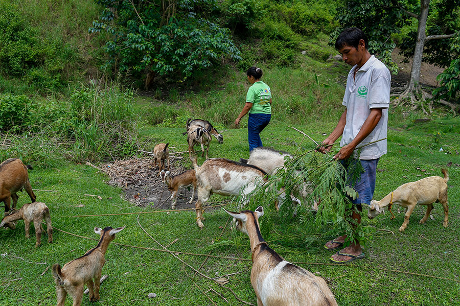 Two Vanuatu farmers with goats