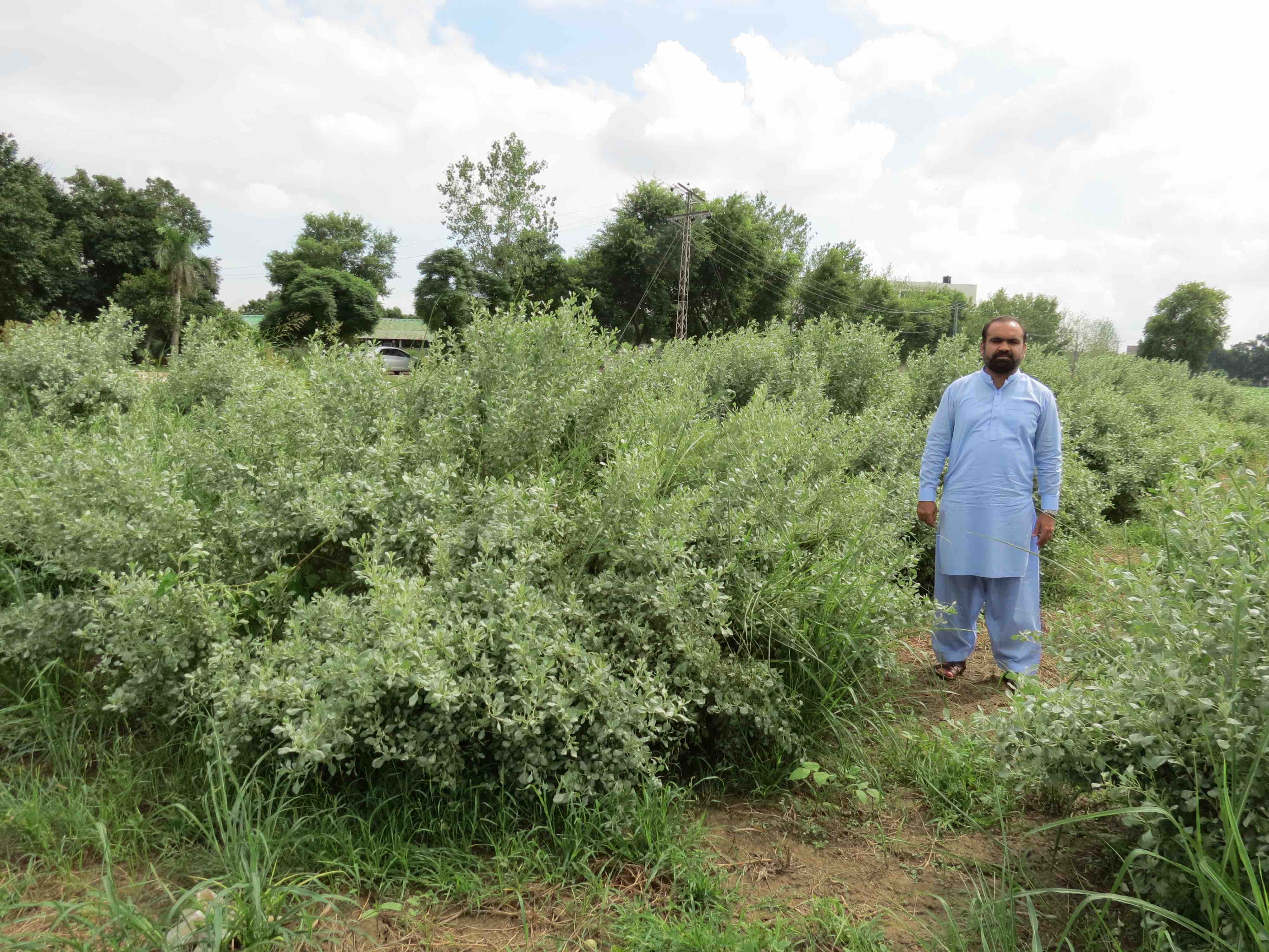 Man with saltbush crop