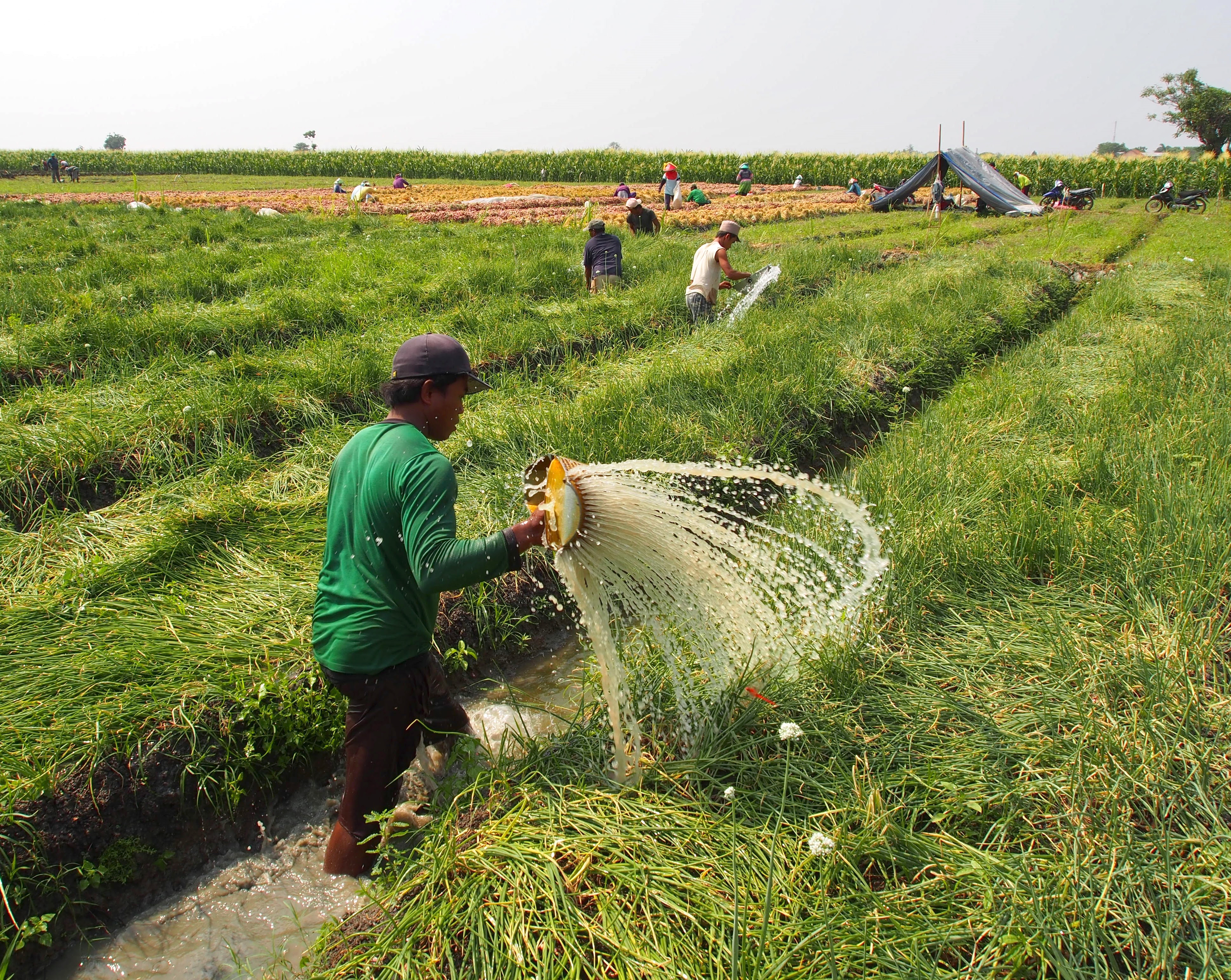 Watering shallots