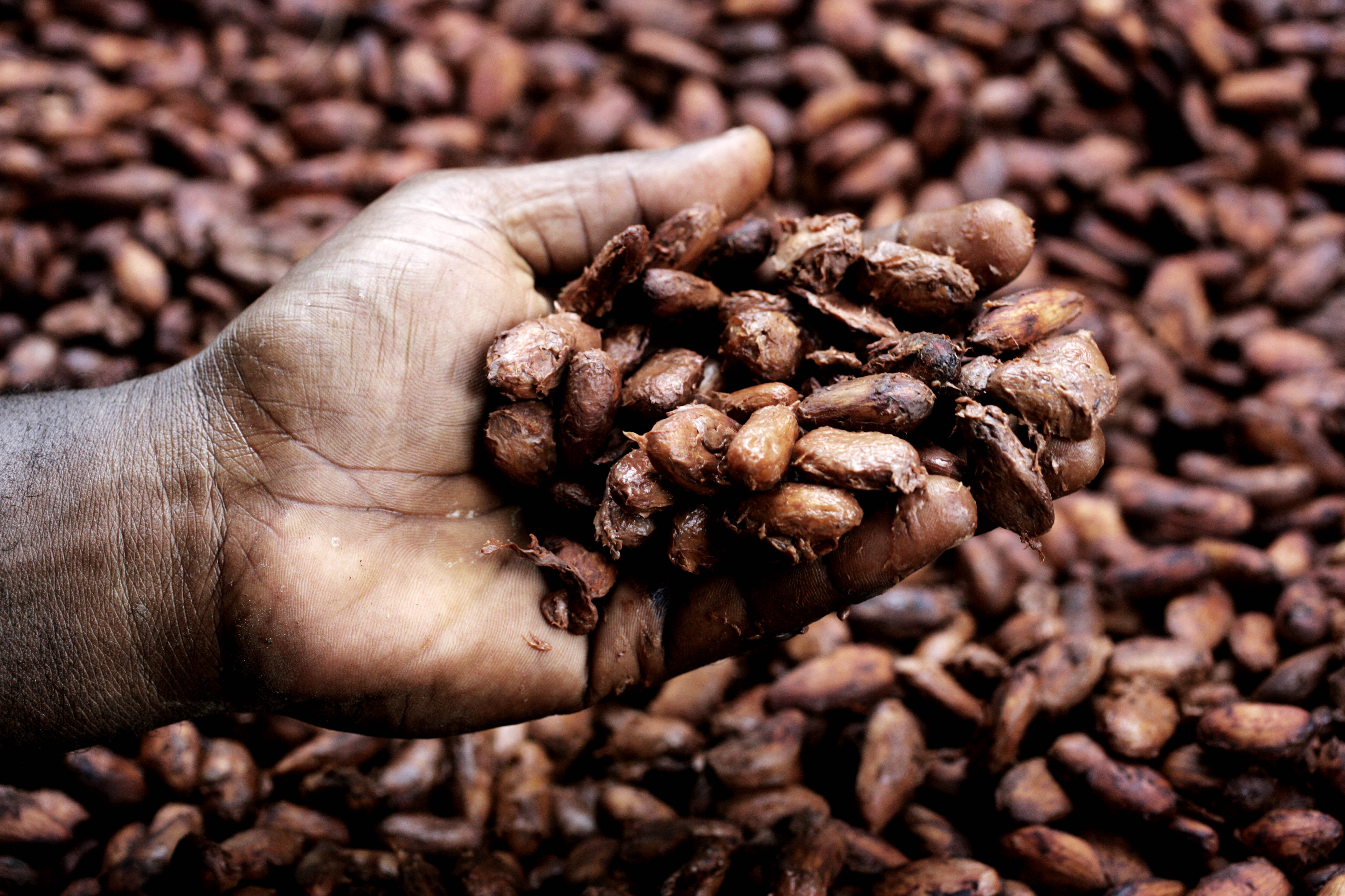 Hand full of cocoa
