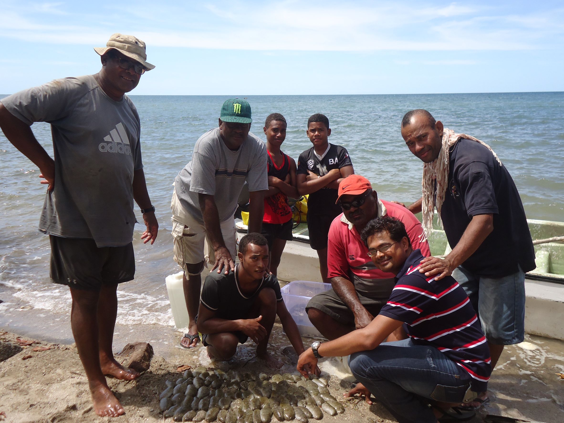 Harvesting sea cucumber