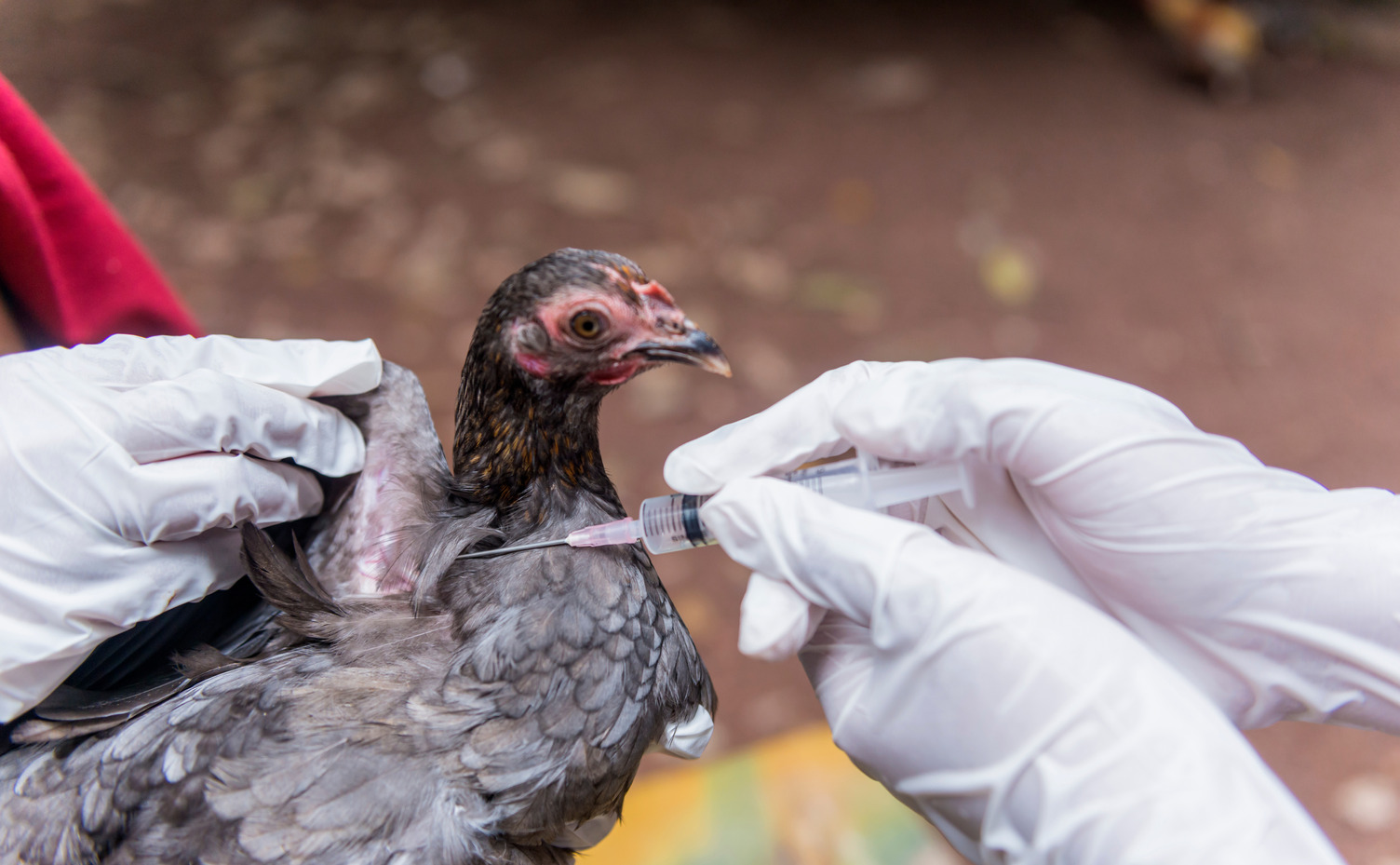 bird getting vaccinated 