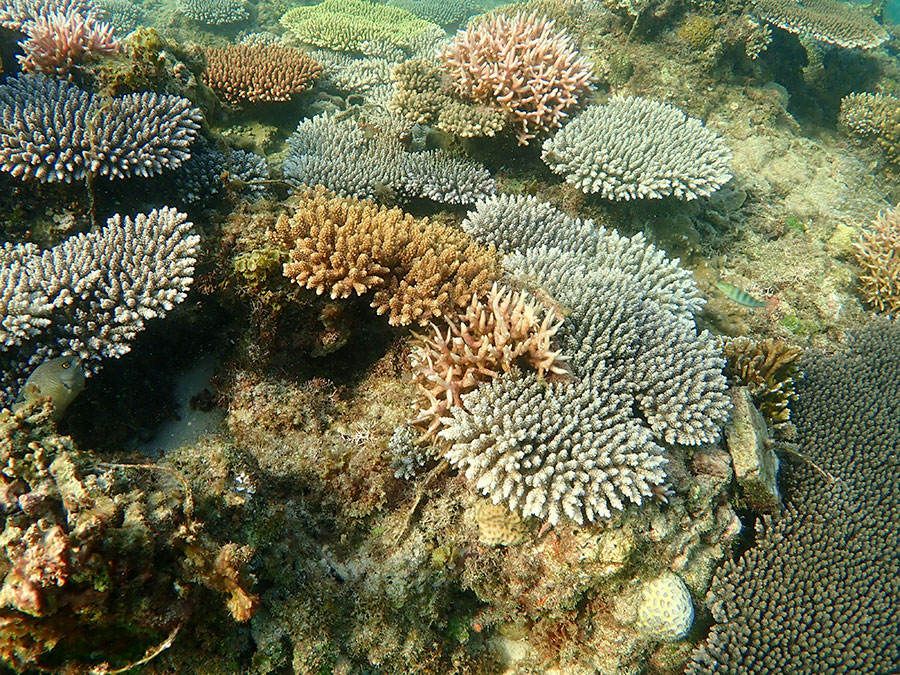 Coral