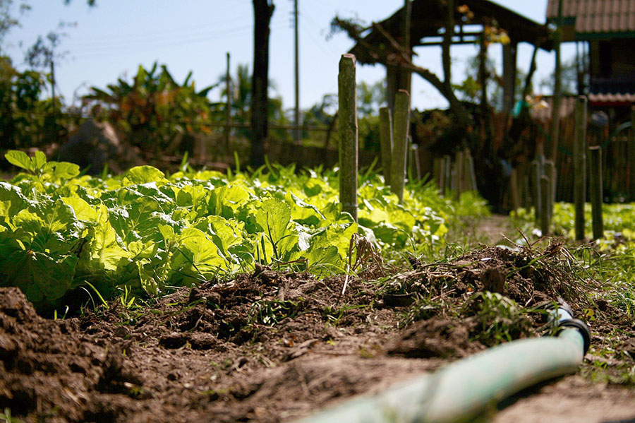 A crop of lettuce with a water pipe beside it