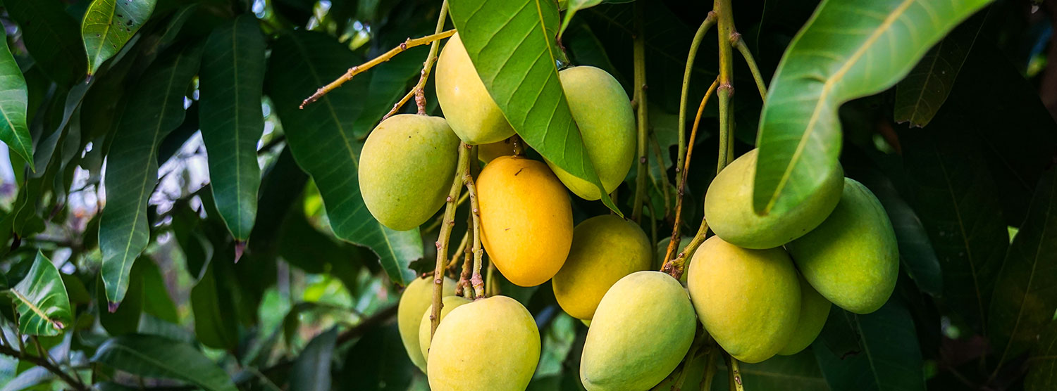 Mangoes on a tree