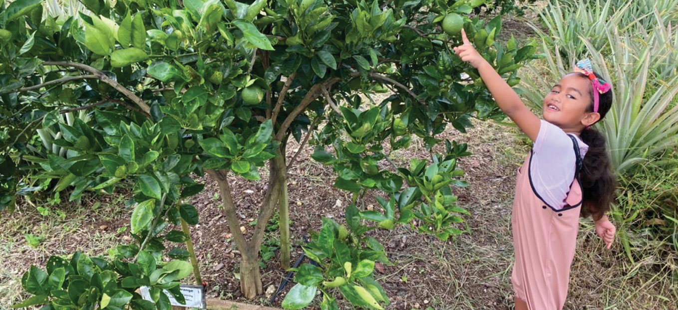 A girl reaching up to pick fruit from a tree