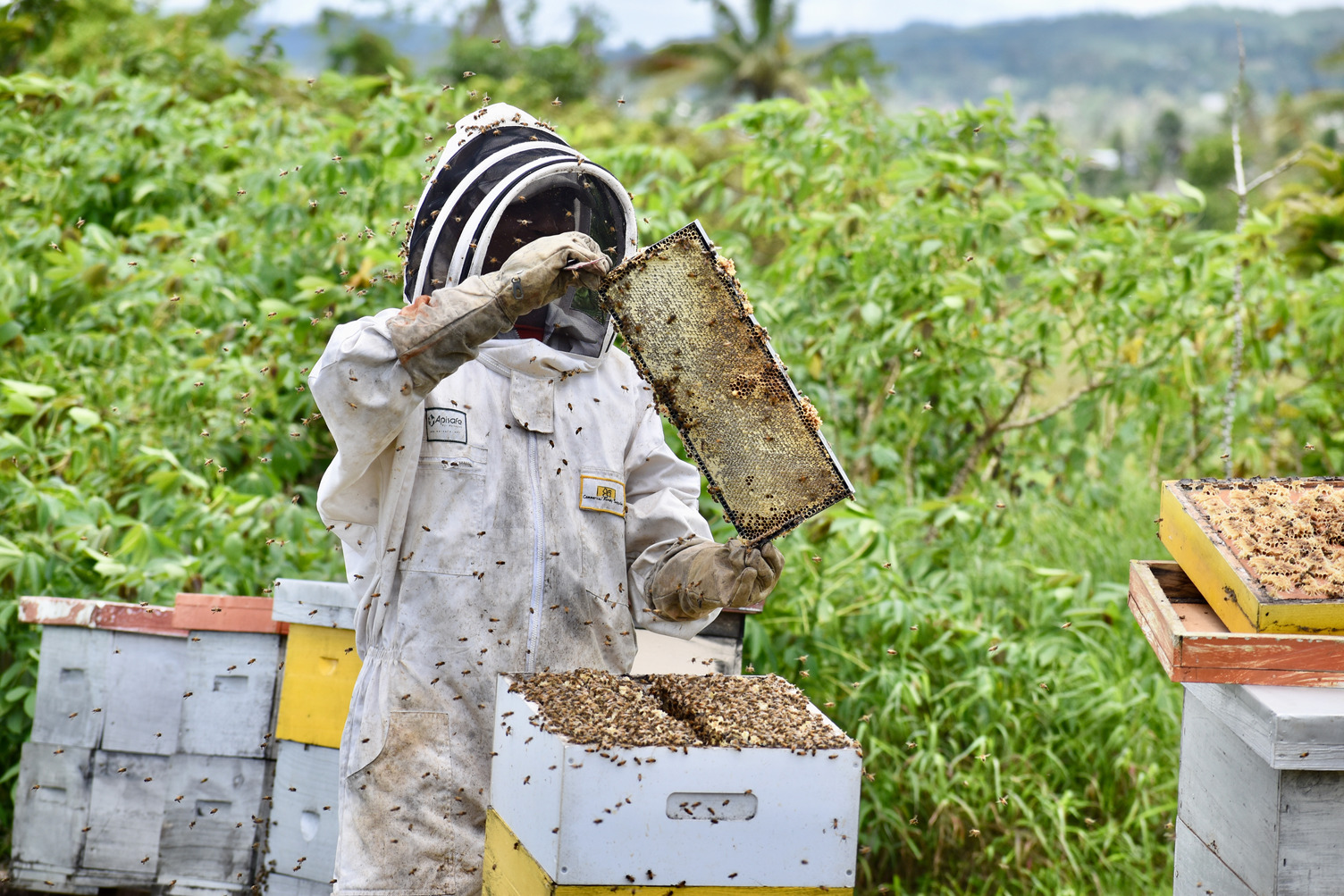 Enterprises based on beekeeping offer many opportunities for smallholder farmers. In Fiji there is strong domestic demand for honey with potential for the export of honey and beeswax. In Nasinu, Tilapia farmer, Ms Katalina Baleisuva has ventured to bee keeping and she says this has improved her finances.