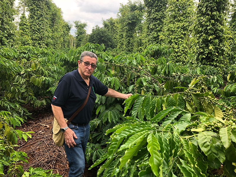 Crop of coffee plants growing in Vietnam
