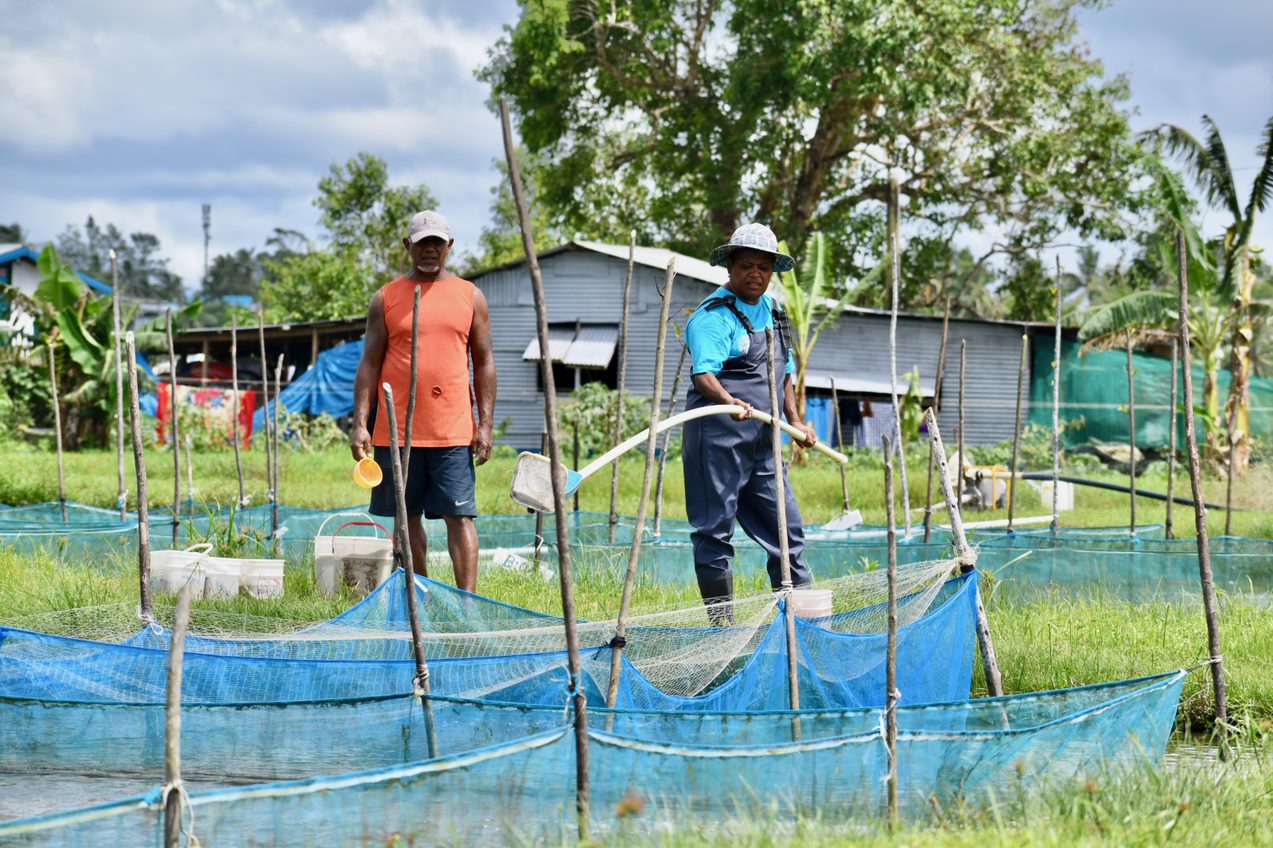 Ms Katarina Baleisuva (right), the first female Fijian tilapia farmer currently producing and supplying male-only cultured fingerlings (young fish) to semi-commercial and commercial farmers in the country