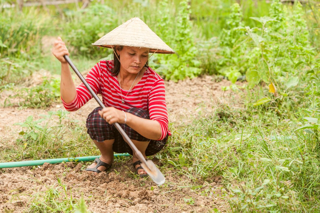 Khamphouviong Chanthavorysa is a rice farmer in Khammouane province in Central Laos, because she and her husband now use machines in rice farming, she now has more time to other farming activities such as growing vegetables