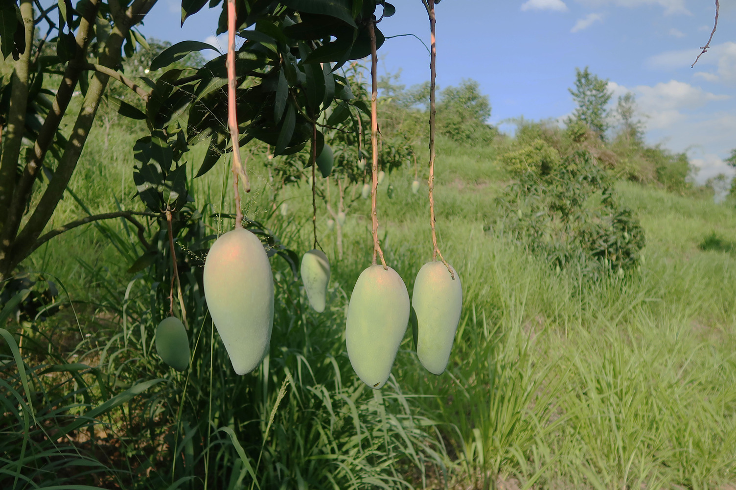 Mango and forage grass in the agroforestry option of Logan-Mango-Maize-Forage Grass, Son La Province, Vietnam. 