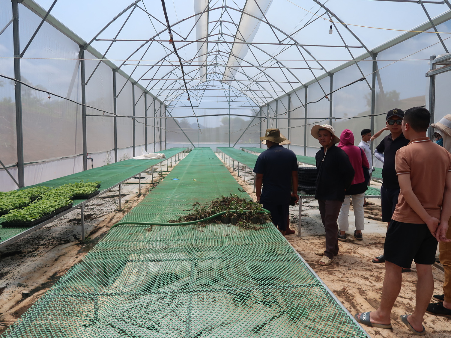 Inside the newly established nursery house of Thanh Cuong Cooperatives. Photo: ACIAR