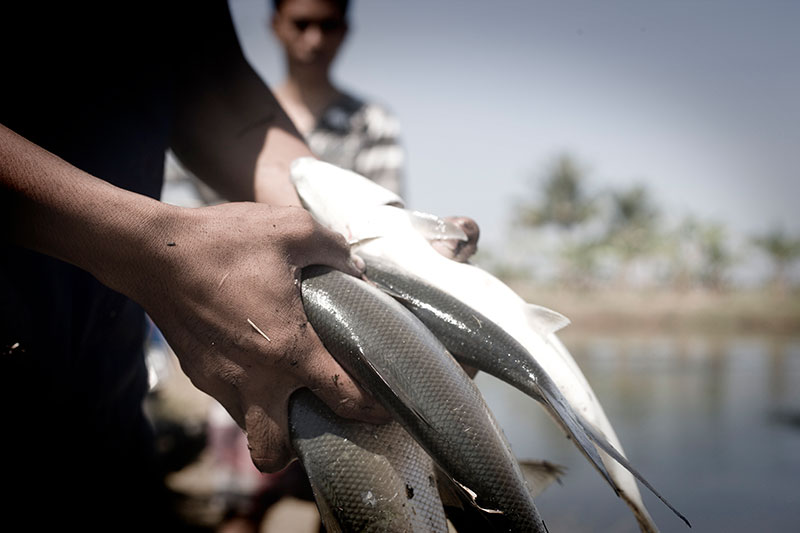 A close-up of hands holding fish