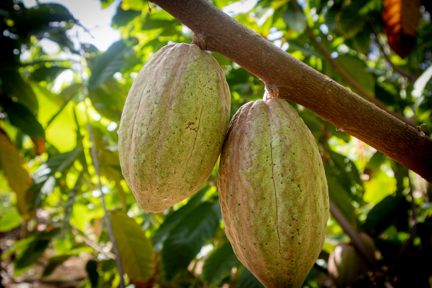 Cocoa pods