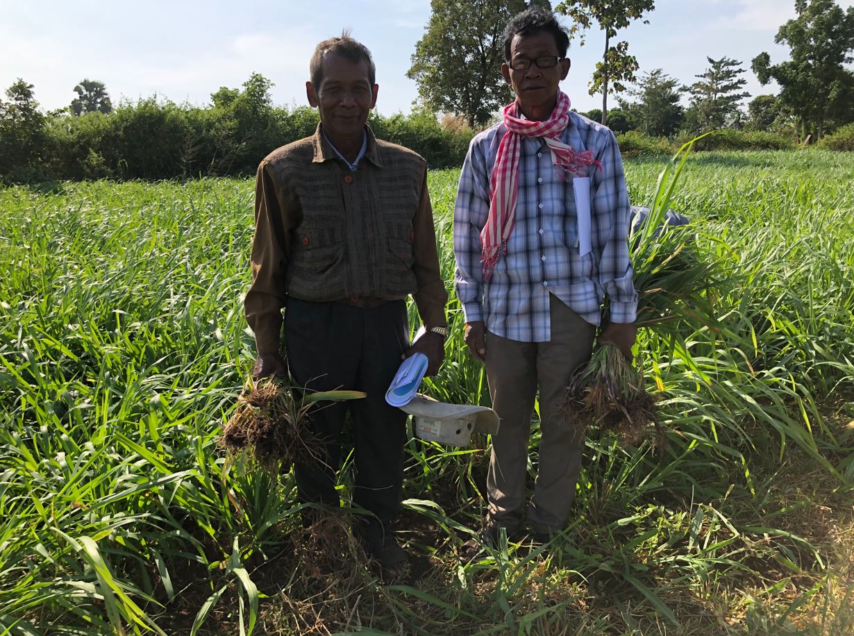 Farmers visit grass plot to see forage options. Photo supplied by Centre for Livestock and Agriculture Development (CelAgrid) in Cambodia.