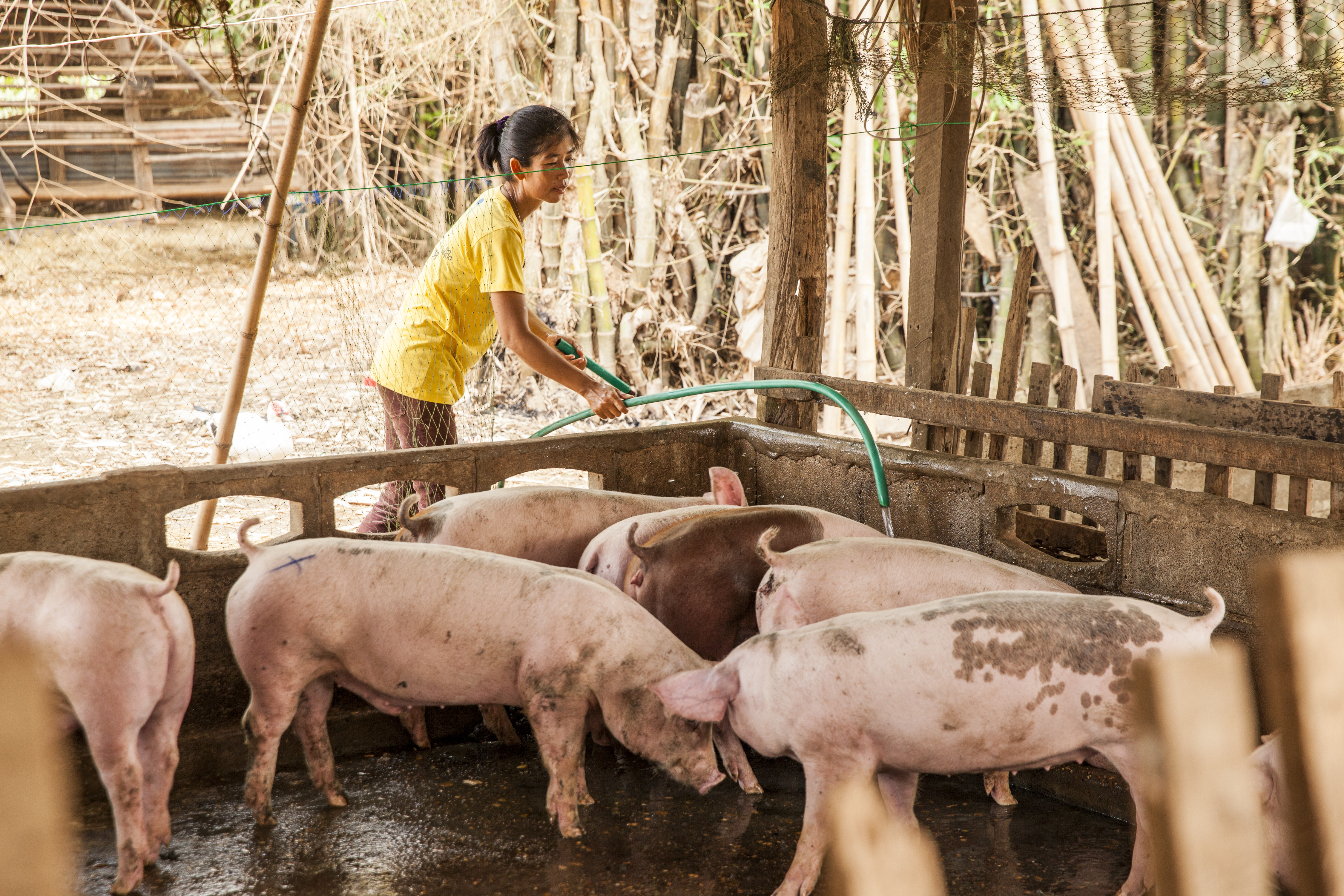 Farmer with pigs