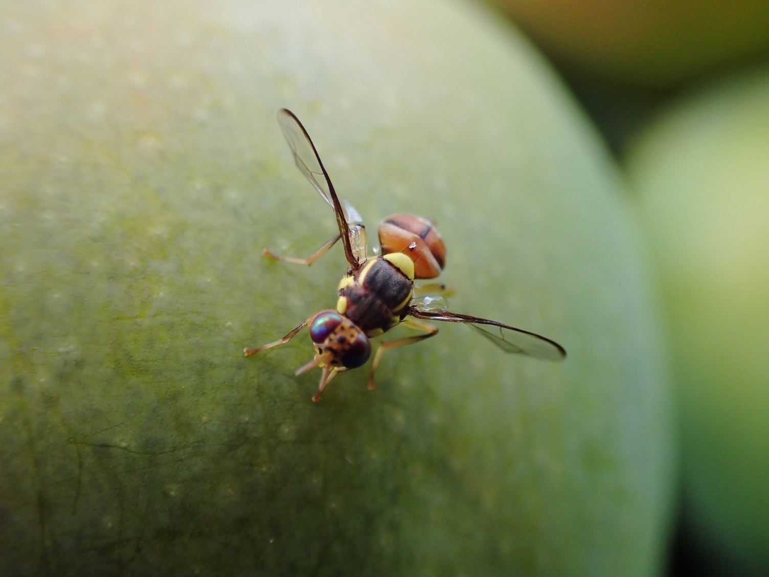 Fruit fly on Mango in Java, Indonesia. 