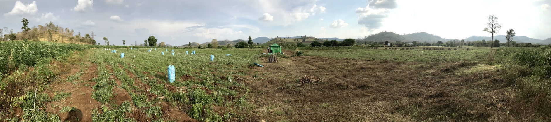 Field