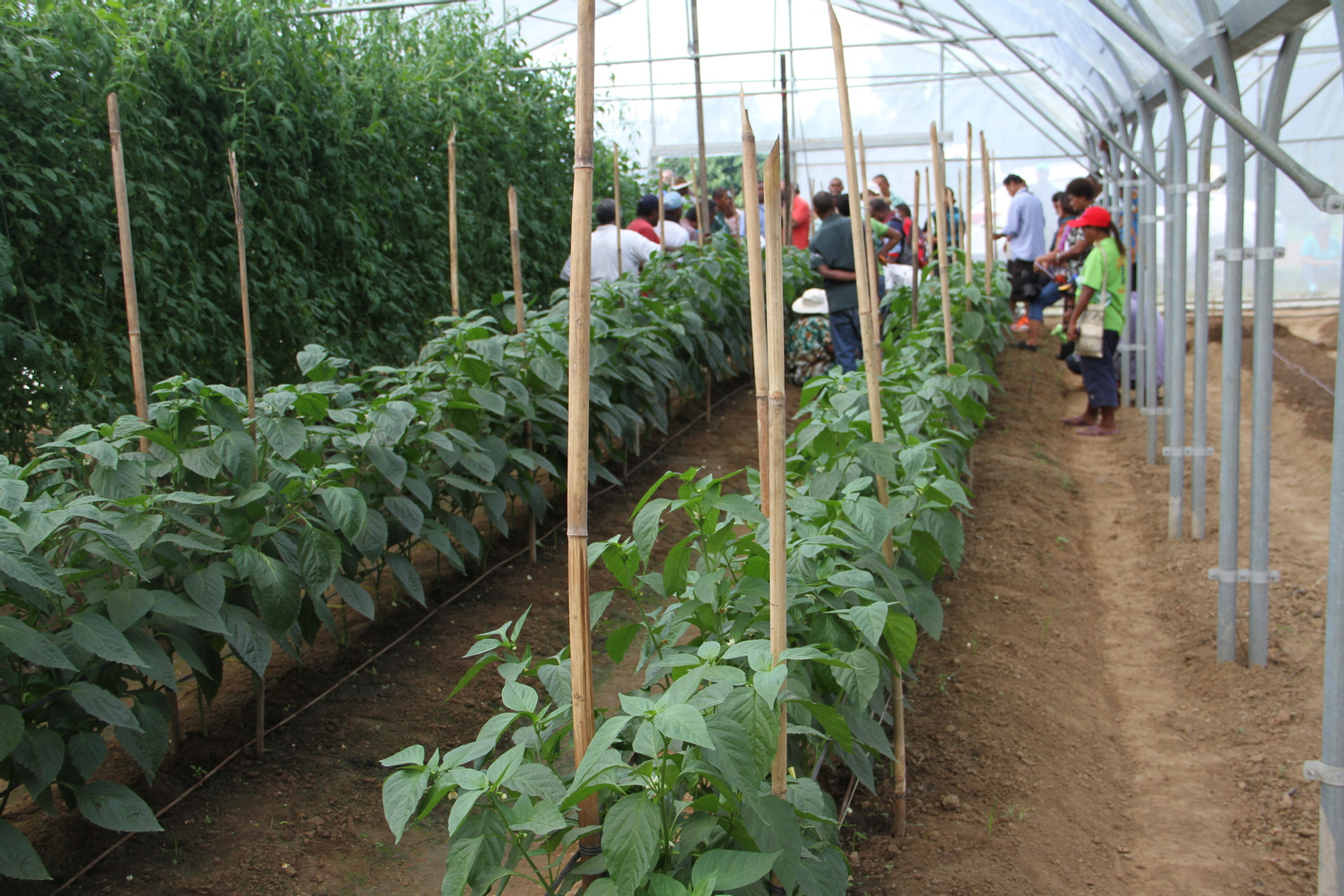 Local Fijian farmer, Emosi Ravato, has adopted the use of greenhouses and high tunnel -a plastic covered structure that allows growers to increase production of certain crops, grow some crops that could not otherwise be grown in their area, and extend the length of time in the year.