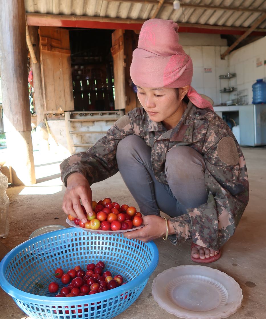 Son is evaluating new plums by Thanh Cuong Cooperatives for marketing in May 2021. Photo: ACIAR