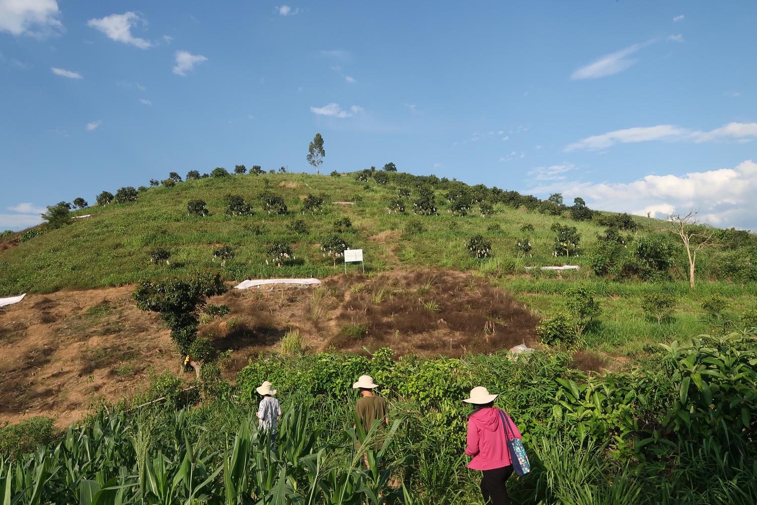 AFLi-ii researchers visiting agroforestry model in Son La province, Vietnam. May 2021.