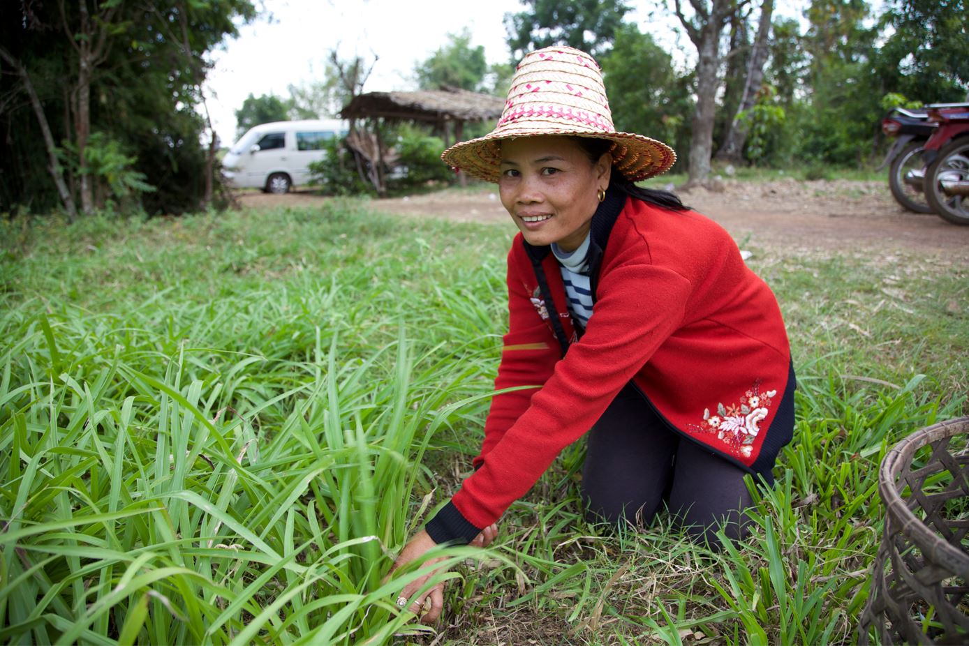 An ACIAR-funded project is helping Lao and Cambodian farmers, like Mrs Sa Treng pictured cutting a fodder crop, improve production.