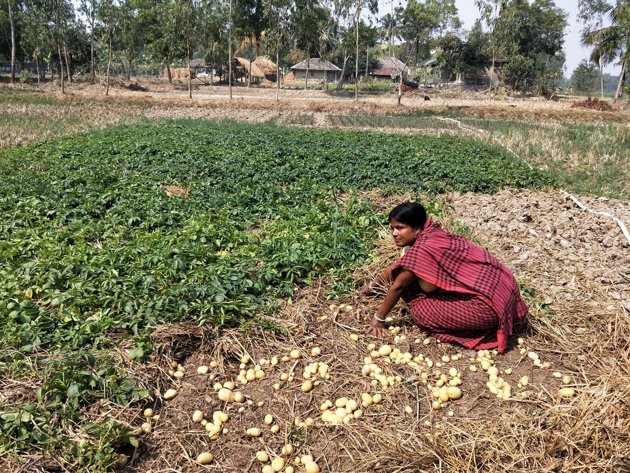 In India, zero-tillage potato proved successful in the coastal zone. Bangladeshi farmers observed the practice, became interested and now they are also growing potatoes successfully. 