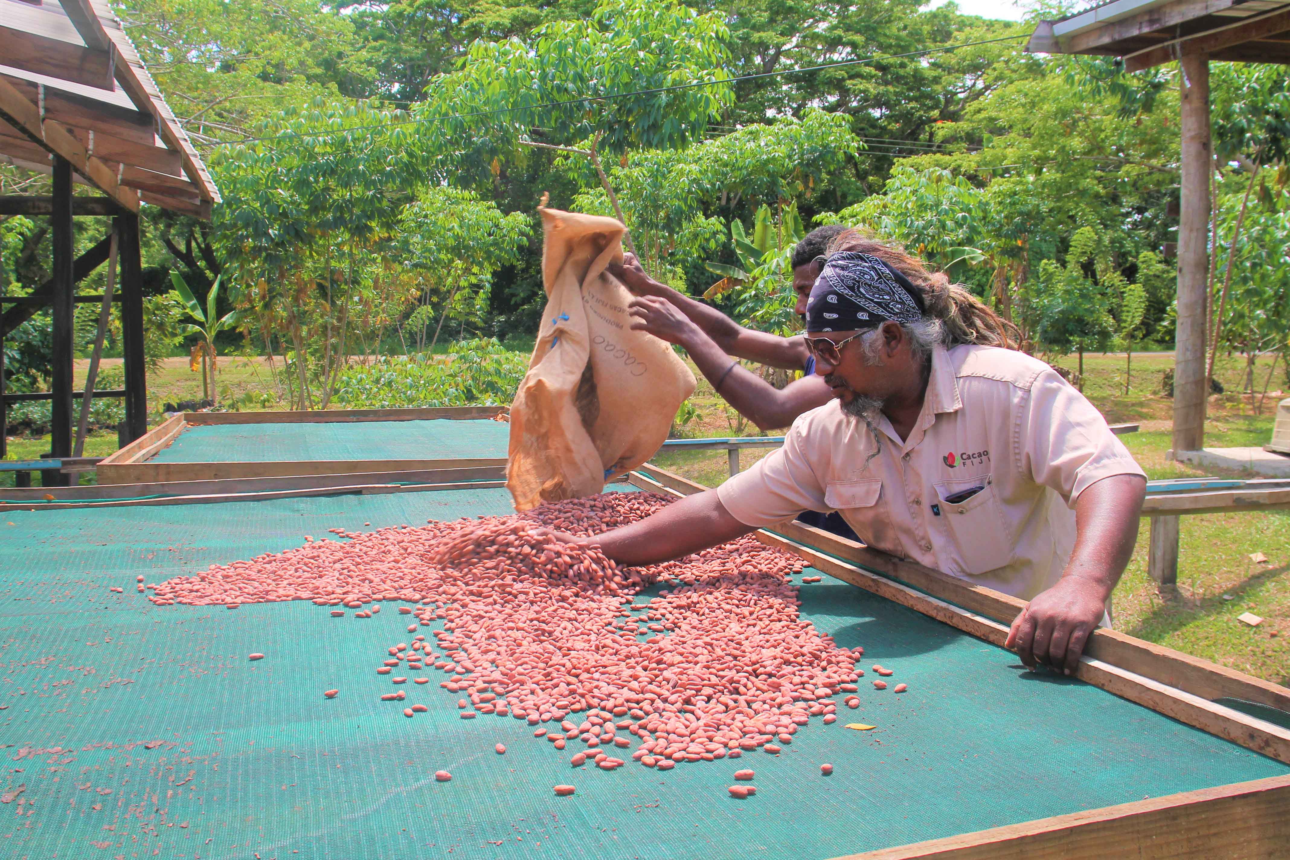 The drying process is just as crucial to quality as fermentation. Poor drying practices will lead to poor quality cocoa. In areas where there is a lot of rain and high humidity, such as the tropical environment of the Pacific, drying is a particular challenge to avoid the production of poor-quality beans.