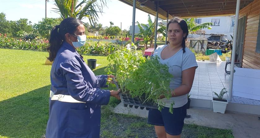 Mrs Deesh is supplying beneficaries with cash crop seedlings such as such as long bean, English cabbage, Chinese cabbage, tomatoes, eggplant and, chillies.