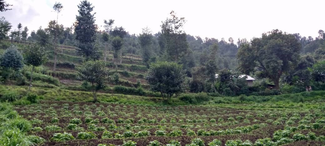 Alnus trees in agroforestry systems in Rwanda