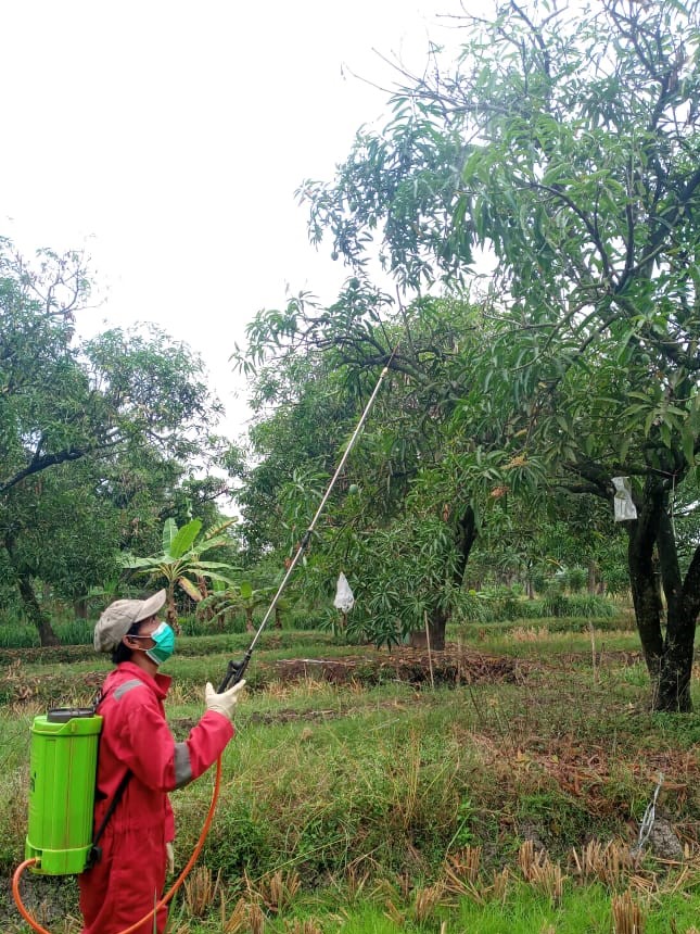          	In this Area Wide Management program, protein bait spraying is used in combination with male lures and sanitation to manage fruit flies. The focus of this project is to reduce fruit fly infestation and damage to mangoes in Indonesia, Philippines, Australia and the Asia-Pacific region.