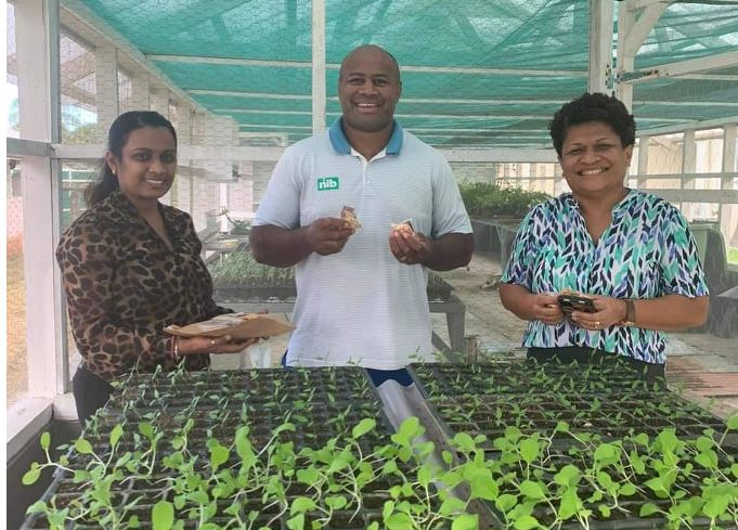 Mrs Deesh is supplying beneficaries with cash crop seedlings such as such as long bean, English cabbage, Chinese cabbage, tomatoes, eggplant and, chillies.