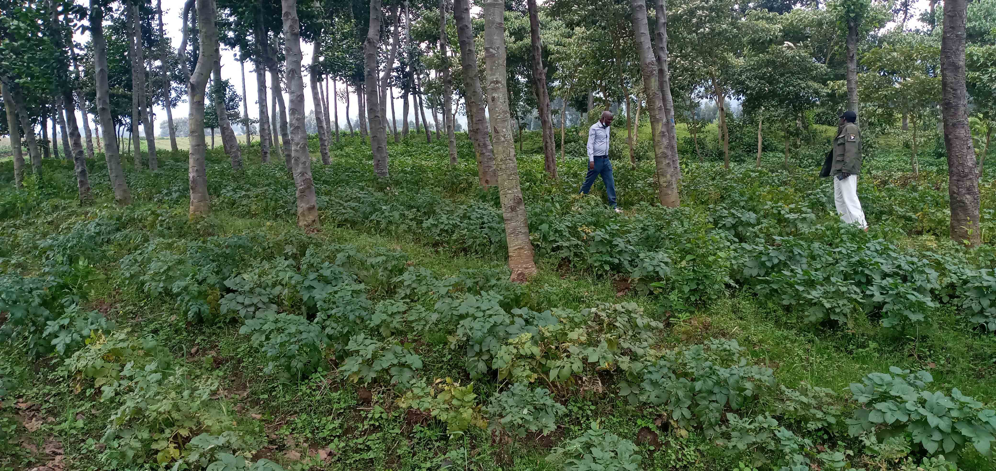 Alnus trees in agroforestry systems in Rwanda 